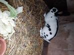 Vlinderkonijn, Dieren en Toebehoren, Konijnen, Mannelijk, Groot, 0 tot 2 jaar