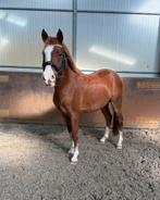 Duitse rijpony met top karakter én beweging, Dieren en Toebehoren, Met stamboom, Hengst, 7 tot 10 jaar, Onbeleerd