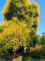 Bijenboom Koelreuteria Paniculata kleine boom bloeit in juli, Tuin en Terras, Planten | Tuinplanten, Ophalen