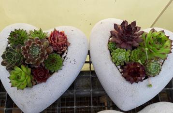 Vetplantjes in hartje beschikbaar voor biedingen