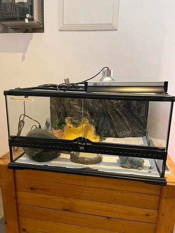 Vend terrarium Exo Terra 60x45x30 (LxlxH). beschikbaar voor biedingen