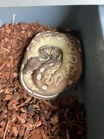 Ball python butter cinnamon het ghost, Dieren en Toebehoren, Reptielen en Amfibieën