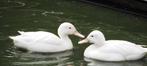 Eenden witte pijlstaarten, Dieren en Toebehoren, Meerdere dieren, Eend