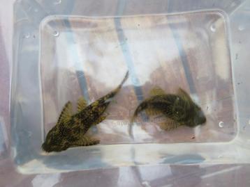 ANCISTRUS koppel in wildkleur zwart/bruin = 15 € beschikbaar voor biedingen