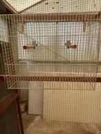 Vogelkooi/ draadkooi, Enlèvement, Cage à oiseaux