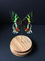 Véritable Papillon Exotique Urania Ripheus sous globe verre, Collections, Insecte, Animal empaillé, Enlèvement ou Envoi, Neuf