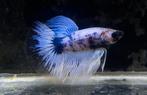 Betta halfmoon, Vis, Zoetwatervis