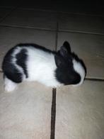 Dwergkonijntjes ( leeuwekopjes ), Dieren en Toebehoren, Konijnen, Meerdere dieren, Dwerg, 0 tot 2 jaar