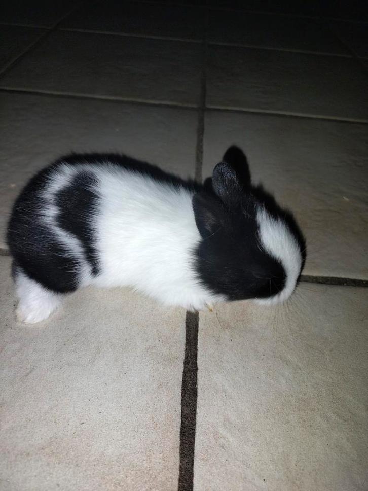 Dwergkonijntjes ( leeuwekopjes ), Dieren en Toebehoren, Konijnen, Dwerg, Meerdere dieren, 0 tot 2 jaar