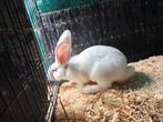Duitse reus te koop., Dieren en Toebehoren, Konijnen