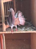 Mooie verschillende duiven, Dieren en Toebehoren, Vogels | Duiven, Geslacht onbekend