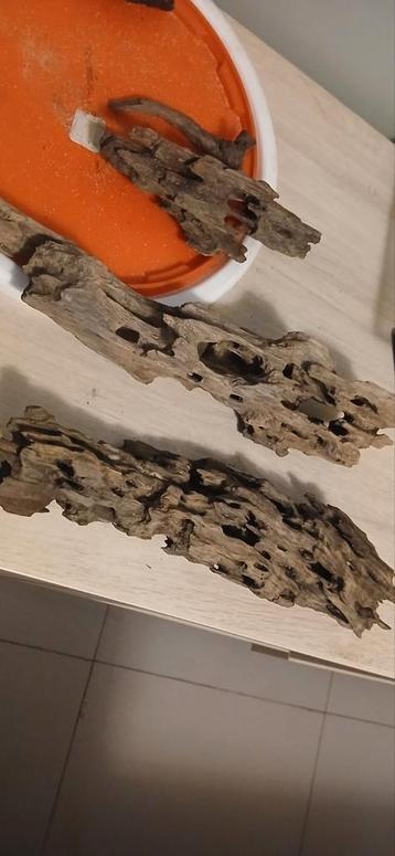 Kien hout van 40cm beschikbaar voor biedingen