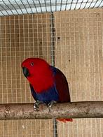 Koppel edelpapegaaien, Geringd