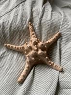 Gedroogde echte zeester, Verzamelen, Ophalen of Verzenden