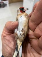 Mal parva du maroc chant, Dieren en Toebehoren