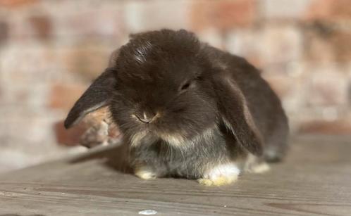 Minilop nestje (transport mogelijk), Dieren en Toebehoren, Konijnen