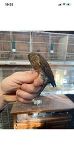 Kruisingen kneu x kanarie, Mâle, Oiseau chanteur sauvage, Bagué