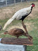 Taxidermie fazant koppel zilverfazant, Ophalen