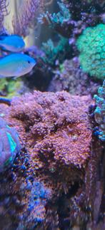 Grosse pierre aux ricordeas oranges