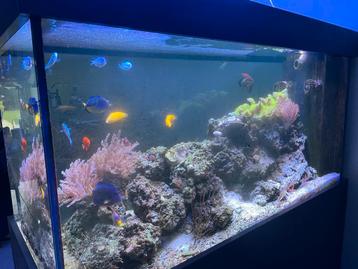 Doorkijk aquarium 600 liter, Dieren en Toebehoren, Vissen | Aquaria en Toebehoren, Ophalen, Zo goed als nieuw, Leeg aquarium