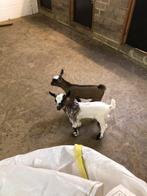 2 dwerggeiten lammetjes., Plusieurs animaux, Chèvre