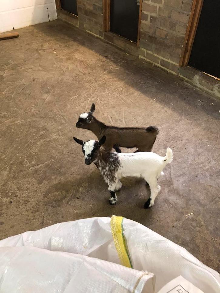 2 dwerggeiten lammetjes., Dieren en Toebehoren, Schapen, Geiten en Varkens, Geit, Meerdere dieren