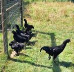 Te koop,jonge Ayam Cemani hanen, Dieren en Toebehoren, Pluimvee