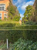 Haie de if ou taxus a donner ce samedi 21 février, Jardin & Terrasse, Enlèvement, Taxus, Haie