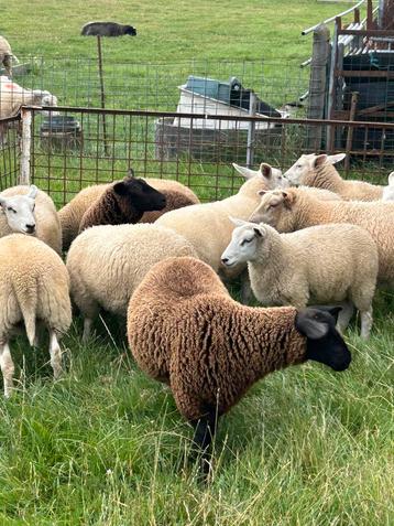 Lot van 17 weide ooi lammeren ( vrouwelijk ), Femelle, Mouton