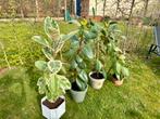 Gezonde, mooie ficus incl pot, Huis en Inrichting, Kamerplanten, 100 tot 150 cm, Ficus, Halfschaduw, In pot