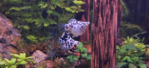Ballon Molly's, Dieren en Toebehoren, Vissen | Aquariumvissen