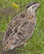 Kwartelhanen, Dieren en Toebehoren, Pluimvee