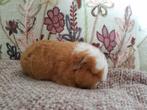 Prachtig  ch Teddy zeugje en sheltie zeugje, Dieren en Toebehoren, Cavia, Juli, Vrouwelijk, Tam
