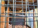 Sijsjes, Dieren en Toebehoren