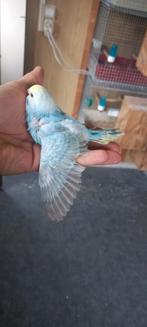 Perruches arc-en-ciel, Bagué