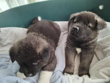 Akita pups beschikbaar voor biedingen