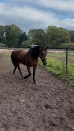Weide/paddock paradise gezocht, Dieren en Toebehoren, Stalling en Weidegang, Weidegang, 1 paard of pony