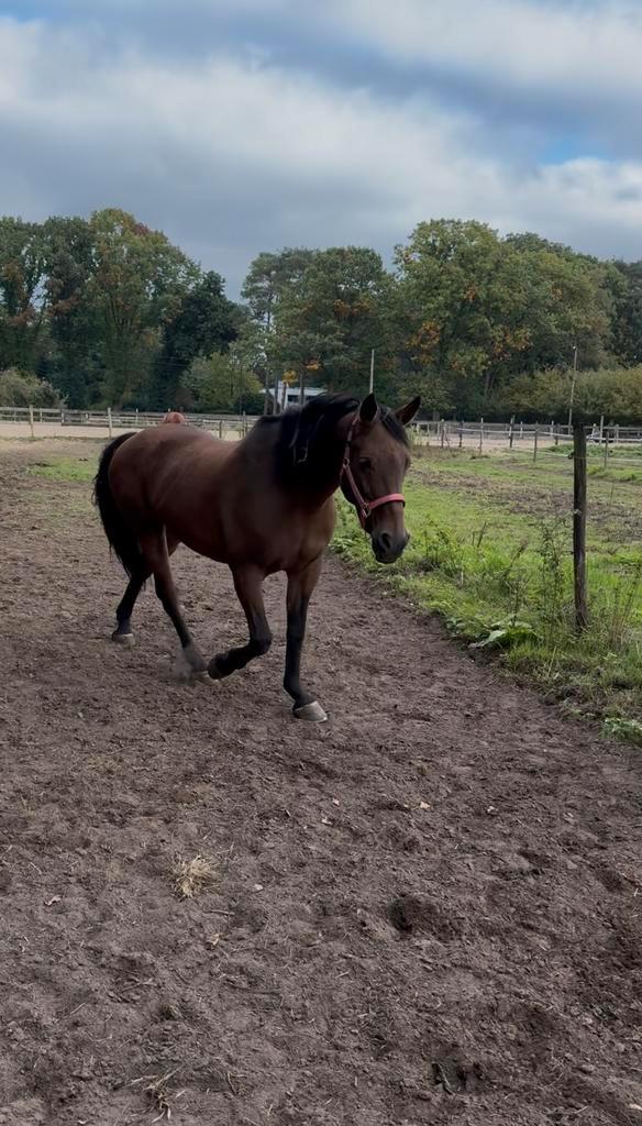Weide/paddock paradise gezocht, Dieren en Toebehoren, Stalling en Weidegang, Weidegang, 1 paard of pony