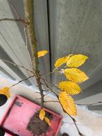 haagplanten haagbeuk, Tuin en Terras, Planten | Struiken en Hagen, Ophalen, Haagbeuk, Haag