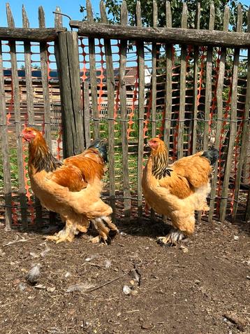 Jonge brahma hanen en hennen, Plusieurs animaux, Poule ou poulet