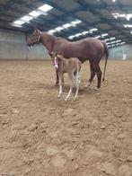 Quarter merrieveulen, Dieren en Toebehoren, Merrie, Westernpaard, Met stamboom