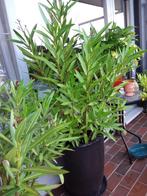 Oleander + pot, Zomer, Vaste plant, Overige soorten, Ophalen