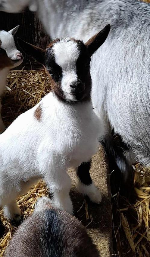 "Super tamme lammetjes", Animaux & Accessoires, Moutons, Chèvres & Cochons, Chèvre, Plusieurs animaux, 0 à 2 ans