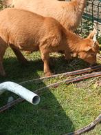 Dwerggeit bokje te koop., Dieren en Toebehoren, Schapen, Geiten en Varkens, Mannelijk, 0 tot 2 jaar, Geit