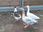 Trio ganzen, Dieren en Toebehoren, Pluimvee