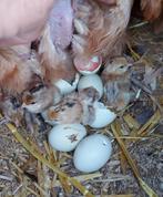 Kippen araucana, Dieren en Toebehoren, Vrouwelijk, Kip