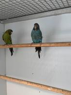 Kweekpoppen blackface split blackwing 2024, Dieren en Toebehoren, Vogels | Parkieten en Papegaaien