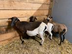 3 zeer mooie ooien !, Dieren en Toebehoren, Schapen, Geiten en Varkens, Vrouwelijk, Schaap, 0 tot 2 jaar