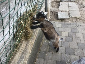 Bokje dwerggeitje bruin schimmeltje  beschikbaar voor biedingen