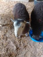 Herdwick ramme.